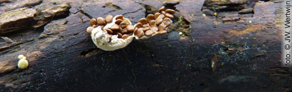 Eierzakje - Nidularia deformis